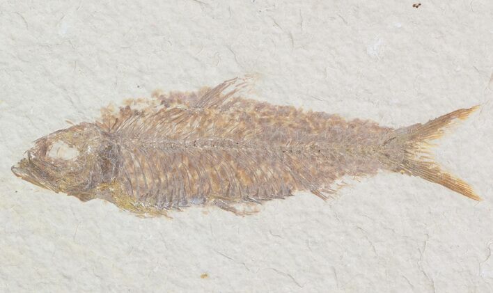 Bargain Knightia Fossil Fish - Wyoming #47884